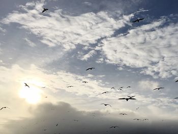 Low angle view of birds flying against cloudy sky