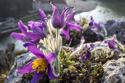 Close-up of purple crocus flowers