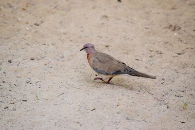 Close-up of bird