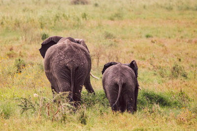 Elephant with cub on field