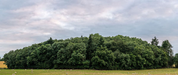 Trees on field against sky