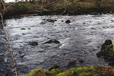 Close-up of grass in water