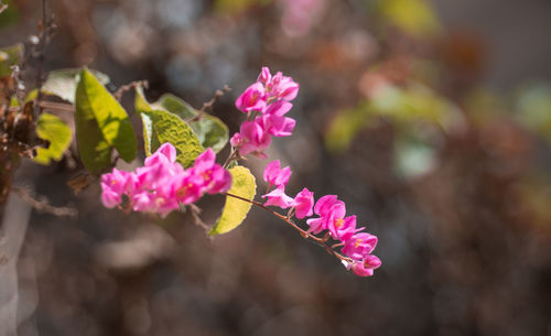Close-up of pink flowers blooming outdoors