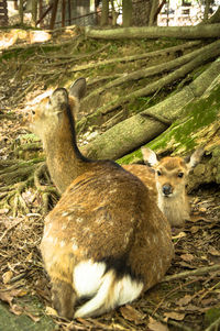 Close-up portrait of sheep
