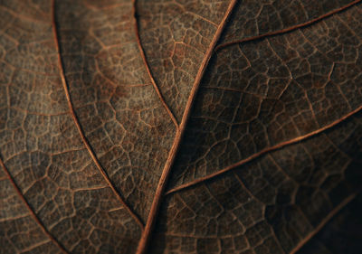 Full frame shot of dry leaf