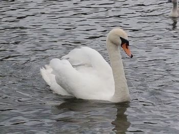 Swan floating on lake