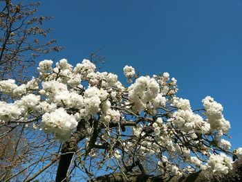 Low angle view of blooming tree against sky