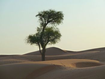 Tree on sand dune against clear sky