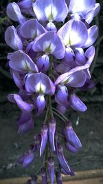 Close-up of purple flowers blooming