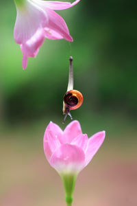 Close-up of honey bee pollinating on pink flower