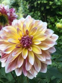 Close-up of dahlia flower in park