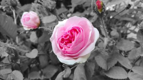 Close-up of pink rose blooming outdoors