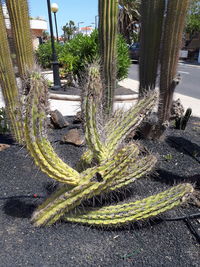 Succulent plants on street in city