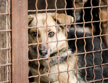 Portrait of dog in cage