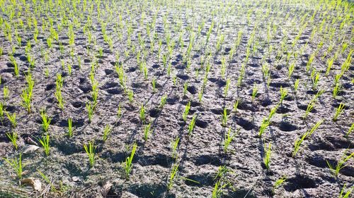 High angle view of flowering plants on field