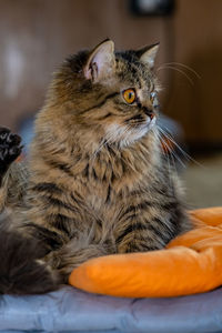 Close-up of cat looking away