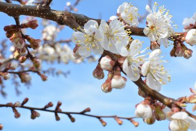 Low angle view of cherry blossoms in spring