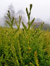 Close-up of fresh green plant