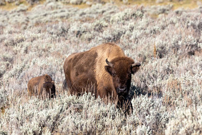 Adult and child bison grazing in lamar valley in yellowstone national park