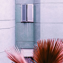 Palm on blue wall background. canary island. minimal