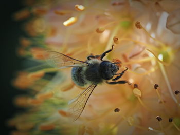 Close-up of butterfly pollinating on flower