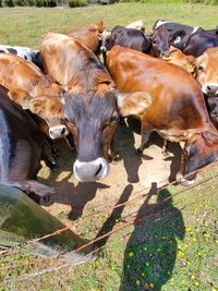 Cows on field