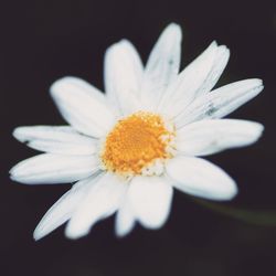 Close-up of fresh white daisy flowers