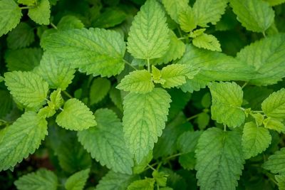 Full frame shot of leaves - peppermint