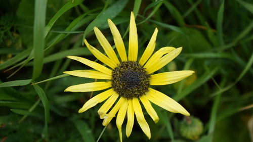 Close-up of yellow flower