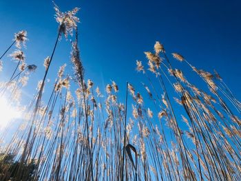 Low angle view of flowering plants against blue sky