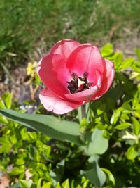 Close-up of pink flower