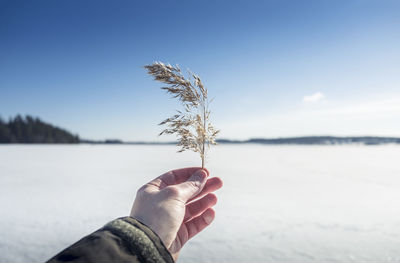 Close-up of hand holding hay against snow covered landscape