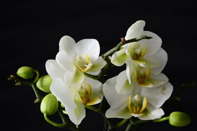 Close-up of white flowers blooming against black background