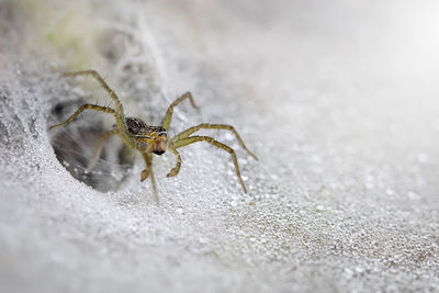 Exotic grass spider isolated on its spiderweb full of fresh dew