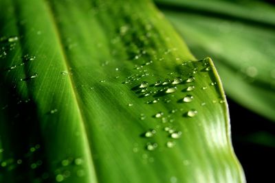 Close-up of raindrops on leaf