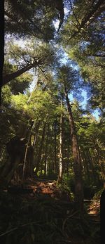 Trees in forest