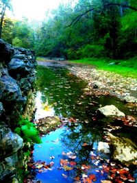 River flowing through forest