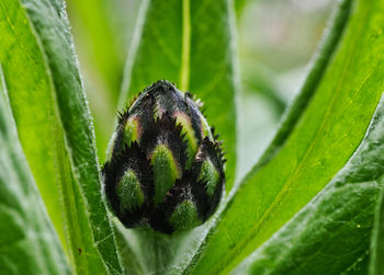 Close-up of a young flowerhead