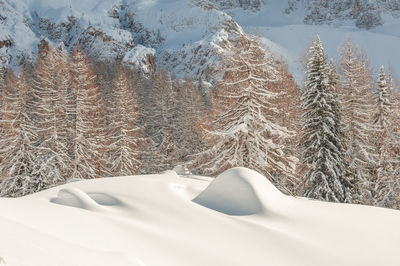 Close-up of snow on land