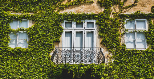 Low angle view of ivy growing on building