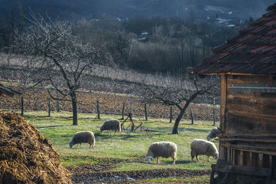 View of sheep grazing on field