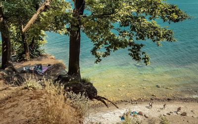 High angle view of trees by sea