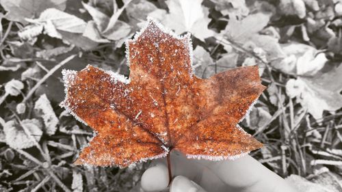 Close-up of frozen maple leaf during winter