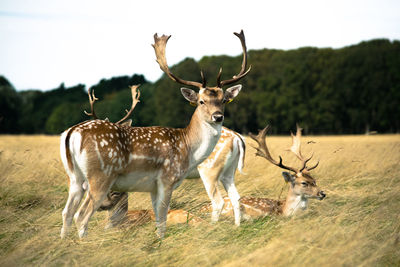 Deer in a field