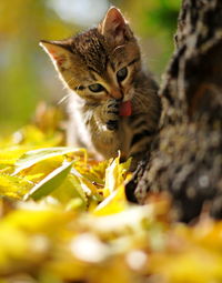 Close-up of cat