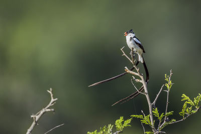 Bird perching on twig