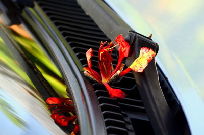 Close-up of flowers against window