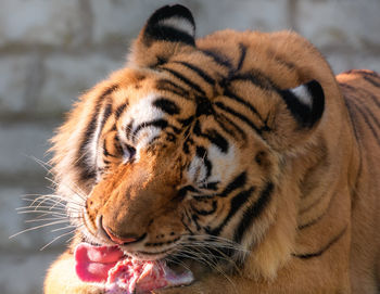 Close-up of a tiger