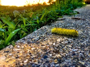Close-up of insect on plant