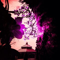 Low angle view of illuminated flowers